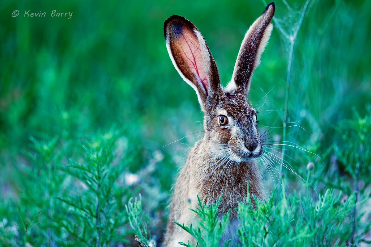 Black Tailed Jackrabbit Buffalo Lake National Wildlife Refuge